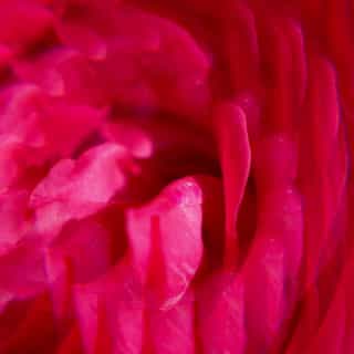 Gingembre Rouge Wohlfühl-Duschgel