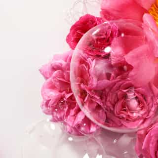 Rose Wohlfühl-Duschgel