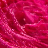 Rose Duftendes Wohlfühl-Wasser