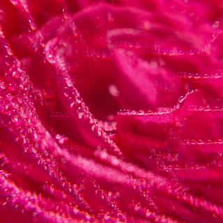 Rose Duftendes Wohlfühl-Wasser