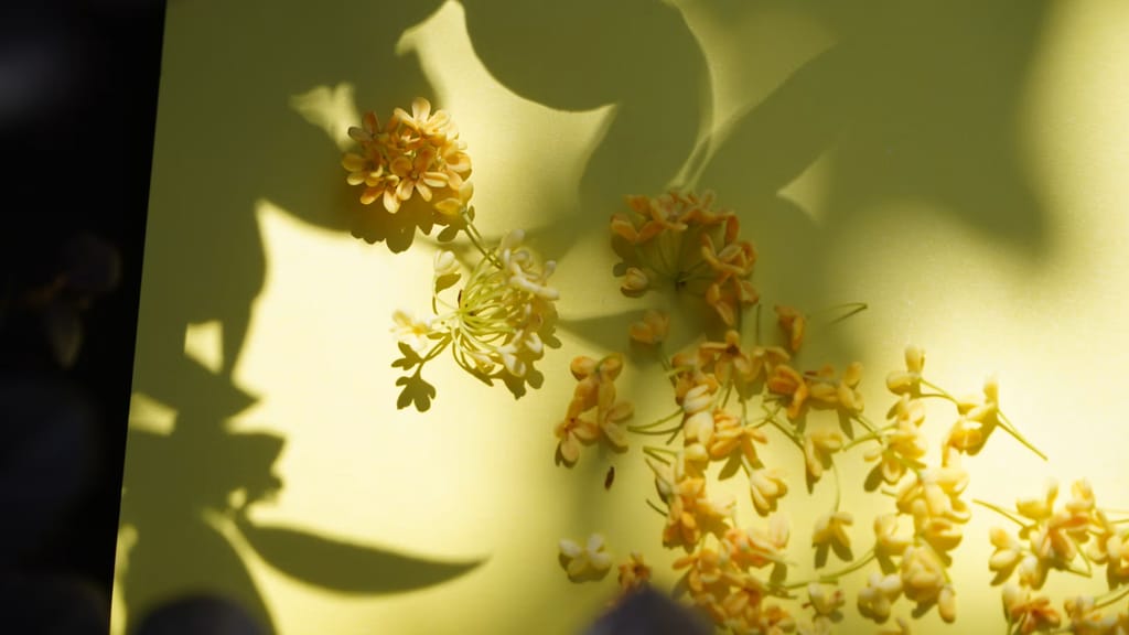 Osmanthus: Die geheime Blüte mit Aprikosendüft – eine rare Blütennote entdecken